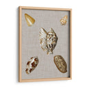 Conchas En Lino I - Vision Studio | Cuadro decorativo de Canvas Lab