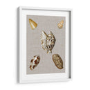Conchas En Lino I - Vision Studio | Cuadro decorativo de Canvas Lab
