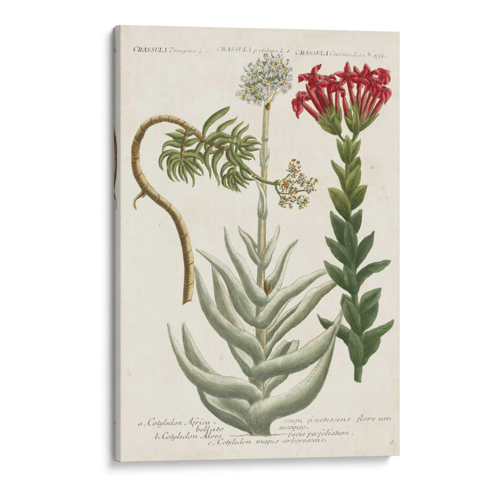 Variedades Botánicas I - Weinmann | Cuadro decorativo de Canvas Lab