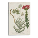 Variedades Botánicas I - Weinmann | Cuadro decorativo de Canvas Lab