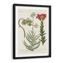 Variedades Botánicas I - Weinmann | Cuadro decorativo de Canvas Lab