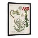 Variedades Botánicas I - Weinmann | Cuadro decorativo de Canvas Lab