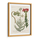 Variedades Botánicas I - Weinmann | Cuadro decorativo de Canvas Lab