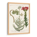 Variedades Botánicas I - Weinmann | Cuadro decorativo de Canvas Lab