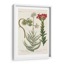 Variedades Botánicas I - Weinmann | Cuadro decorativo de Canvas Lab