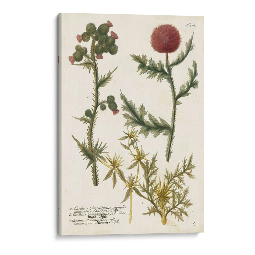 Variedades Botánicas Ii - Weinmann | Cuadro decorativo de Canvas Lab