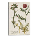 Variedades Botánicas Ii - Weinmann | Cuadro decorativo de Canvas Lab