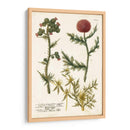 Variedades Botánicas Ii - Weinmann | Cuadro decorativo de Canvas Lab