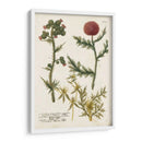 Variedades Botánicas Ii - Weinmann | Cuadro decorativo de Canvas Lab