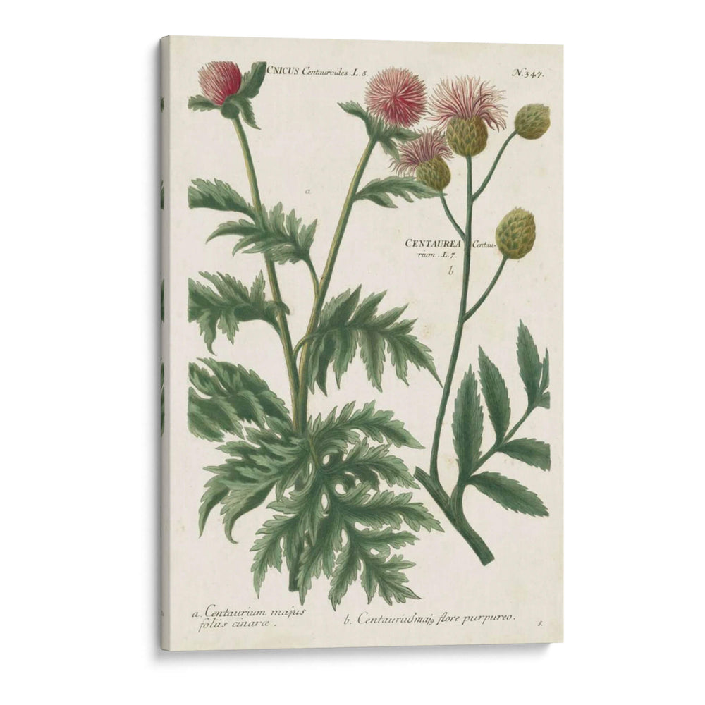 Variedades Botánicas Iii - Weinmann | Cuadro decorativo de Canvas Lab