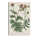 Variedades Botánicas Iii - Weinmann | Cuadro decorativo de Canvas Lab