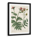 Variedades Botánicas Iii - Weinmann | Cuadro decorativo de Canvas Lab