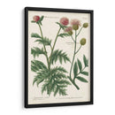 Variedades Botánicas Iii - Weinmann | Cuadro decorativo de Canvas Lab