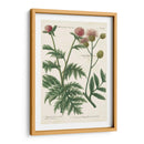 Variedades Botánicas Iii - Weinmann | Cuadro decorativo de Canvas Lab