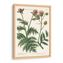 Variedades Botánicas Iii - Weinmann | Cuadro decorativo de Canvas Lab