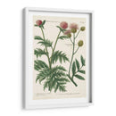 Variedades Botánicas Iii - Weinmann | Cuadro decorativo de Canvas Lab