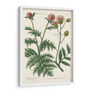 Variedades Botánicas Iii - Weinmann | Cuadro decorativo de Canvas Lab