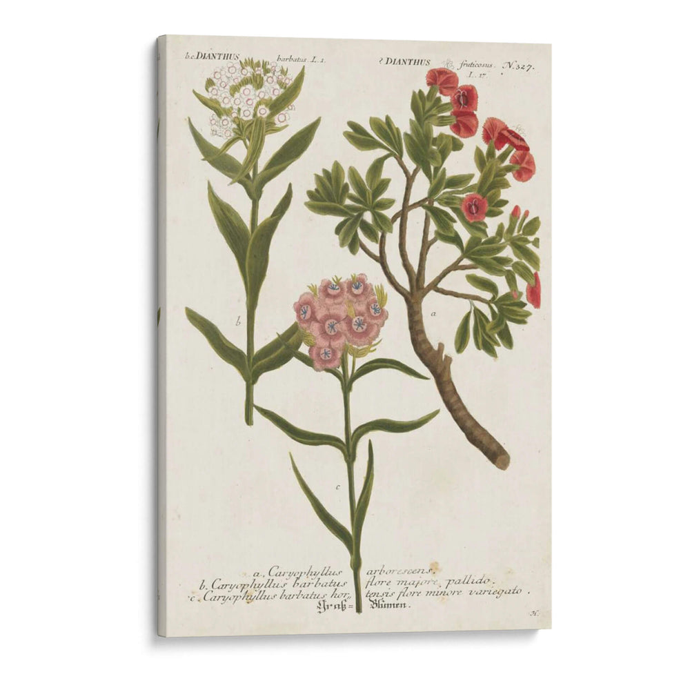 Variedades Botánicas Iv - Weinmann | Cuadro decorativo de Canvas Lab