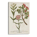 Variedades Botánicas Iv - Weinmann | Cuadro decorativo de Canvas Lab