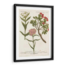 Variedades Botánicas Iv - Weinmann | Cuadro decorativo de Canvas Lab