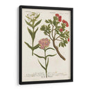 Variedades Botánicas Iv - Weinmann | Cuadro decorativo de Canvas Lab