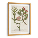 Variedades Botánicas Iv - Weinmann | Cuadro decorativo de Canvas Lab