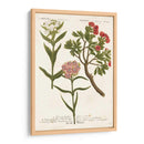 Variedades Botánicas Iv - Weinmann | Cuadro decorativo de Canvas Lab