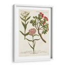 Variedades Botánicas Iv - Weinmann | Cuadro decorativo de Canvas Lab