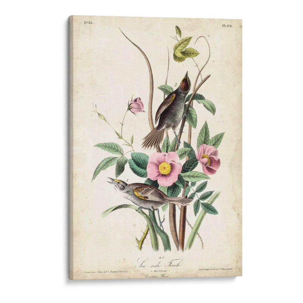Pinzón De Playa - John James Audubon | Cuadro decorativo de Canvas Lab