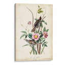 Pinzón De Playa - John James Audubon | Cuadro decorativo de Canvas Lab