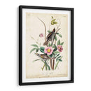 Pinzón De Playa - John James Audubon | Cuadro decorativo de Canvas Lab