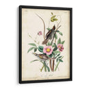 Pinzón De Playa - John James Audubon | Cuadro decorativo de Canvas Lab