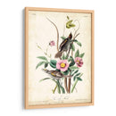 Pinzón De Playa - John James Audubon | Cuadro decorativo de Canvas Lab
