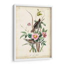 Pinzón De Playa - John James Audubon | Cuadro decorativo de Canvas Lab