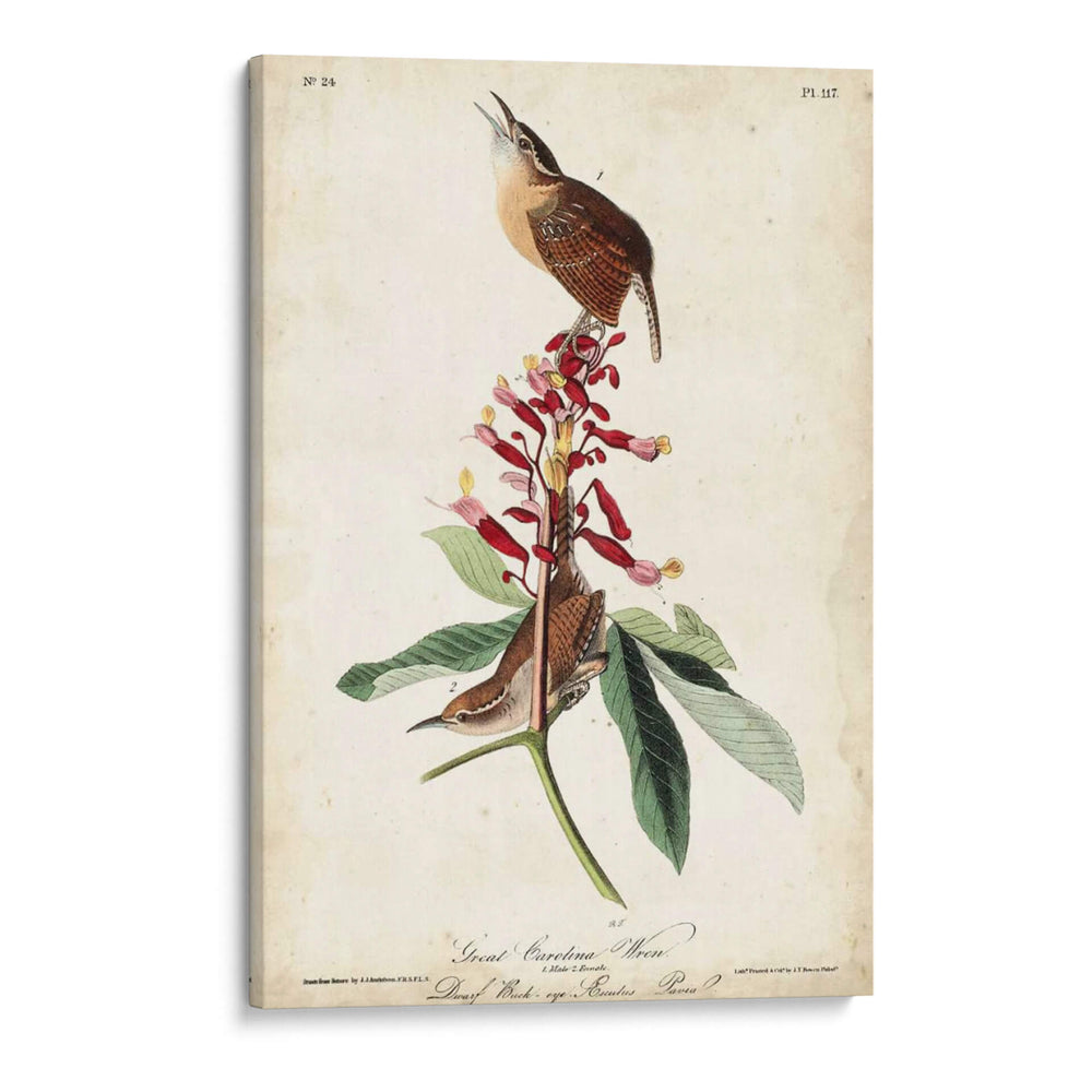 Gran Carolina Wren - John James Audubon | Cuadro decorativo de Canvas Lab