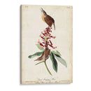 Gran Carolina Wren - John James Audubon | Cuadro decorativo de Canvas Lab