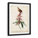 Gran Carolina Wren - John James Audubon | Cuadro decorativo de Canvas Lab
