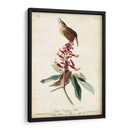 Gran Carolina Wren - John James Audubon | Cuadro decorativo de Canvas Lab
