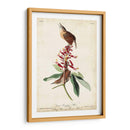 Gran Carolina Wren - John James Audubon | Cuadro decorativo de Canvas Lab