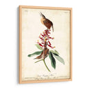 Gran Carolina Wren - John James Audubon | Cuadro decorativo de Canvas Lab