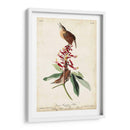 Gran Carolina Wren - John James Audubon | Cuadro decorativo de Canvas Lab