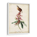 Gran Carolina Wren - John James Audubon | Cuadro decorativo de Canvas Lab