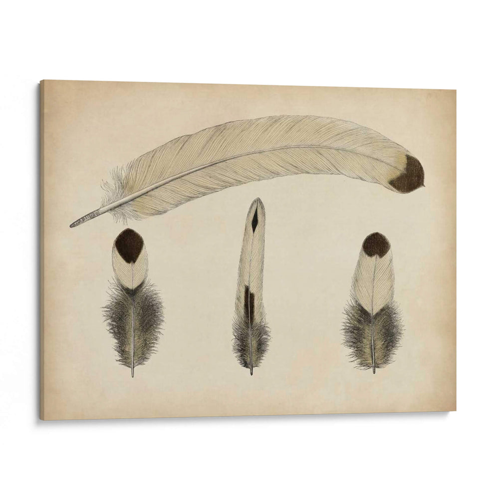 Plumas Vintage V | Cuadro decorativo de Canvas Lab