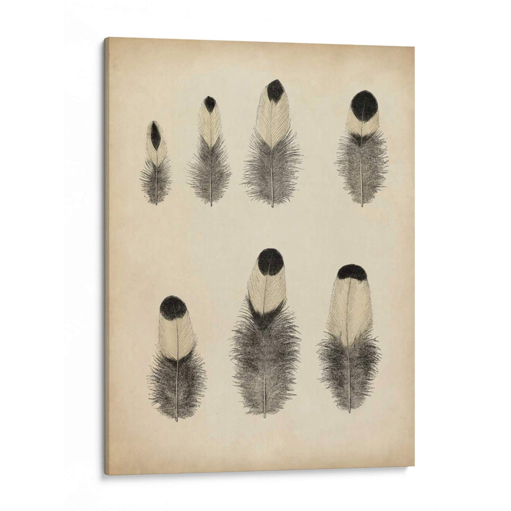 Plumas Vintage Ii | Cuadro decorativo de Canvas Lab