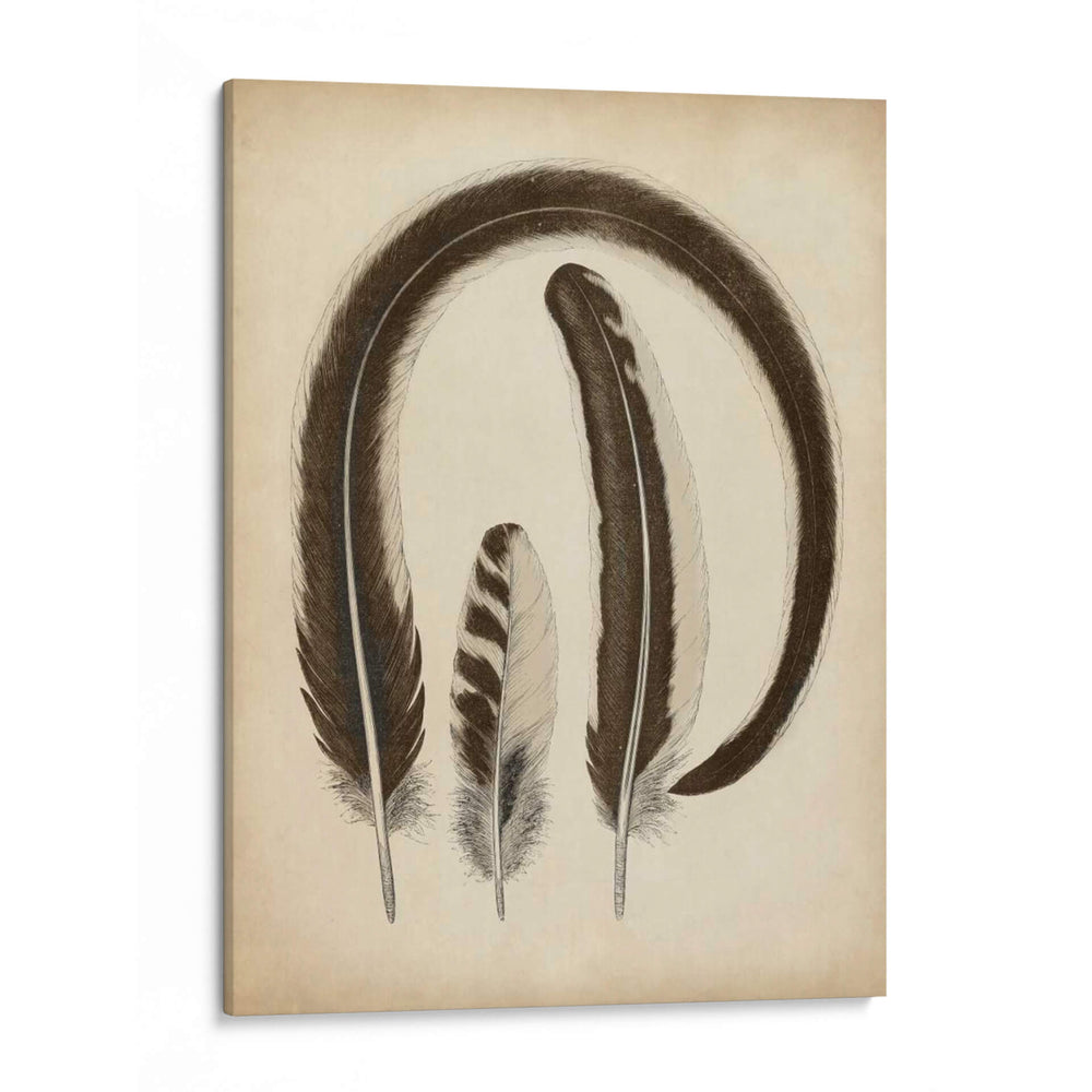 Plumas Vintage Iii | Cuadro decorativo de Canvas Lab
