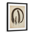 Plumas Vintage Iii | Cuadro decorativo de Canvas Lab