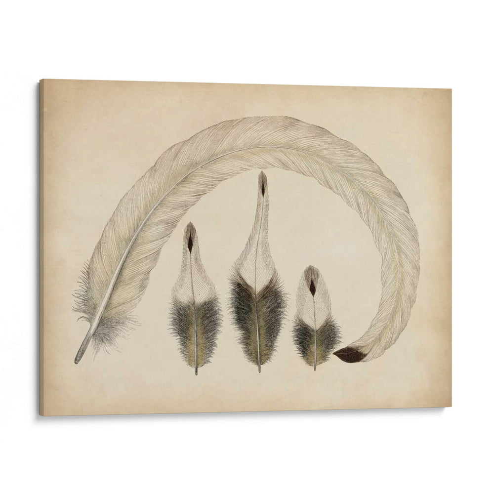 Plumas Vintage Iv | Cuadro decorativo de Canvas Lab