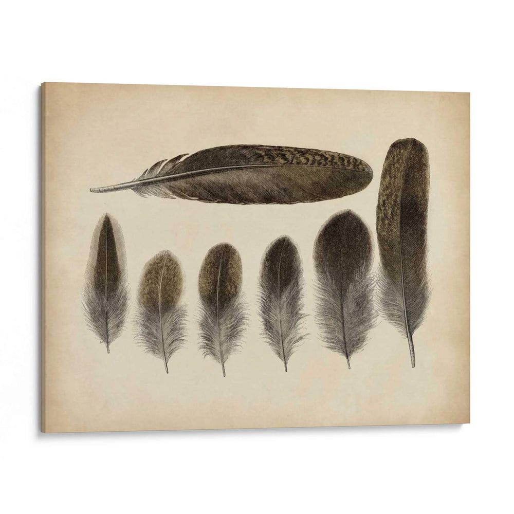 Plumas Vintage Vi | Cuadro decorativo de Canvas Lab