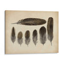 Plumas Vintage Vi | Cuadro decorativo de Canvas Lab
