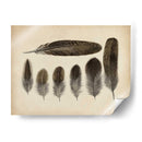 Plumas Vintage Vi | Cuadro decorativo de Canvas Lab